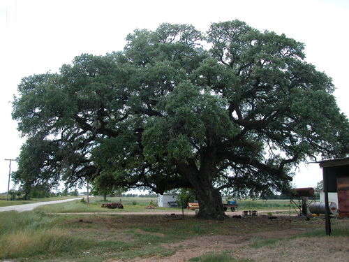 Old Evergreen Tree-recent